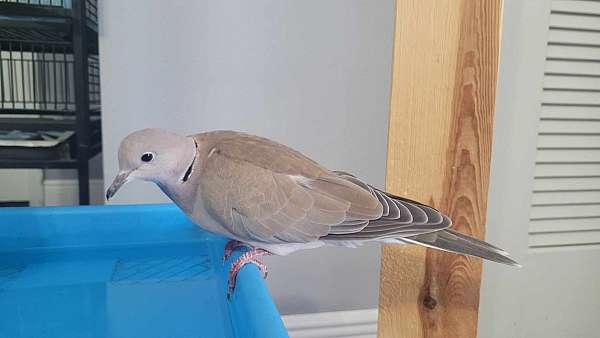 black-dove-ringneck-dove-for-sale