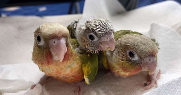 green-cheek-conure-for-sale