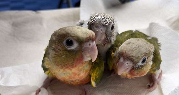 green-cheek-conure-for-sale