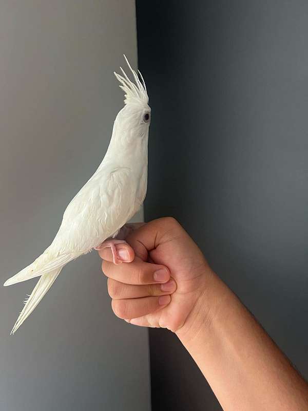 albino-bird-for-sale-in-monroe-oh