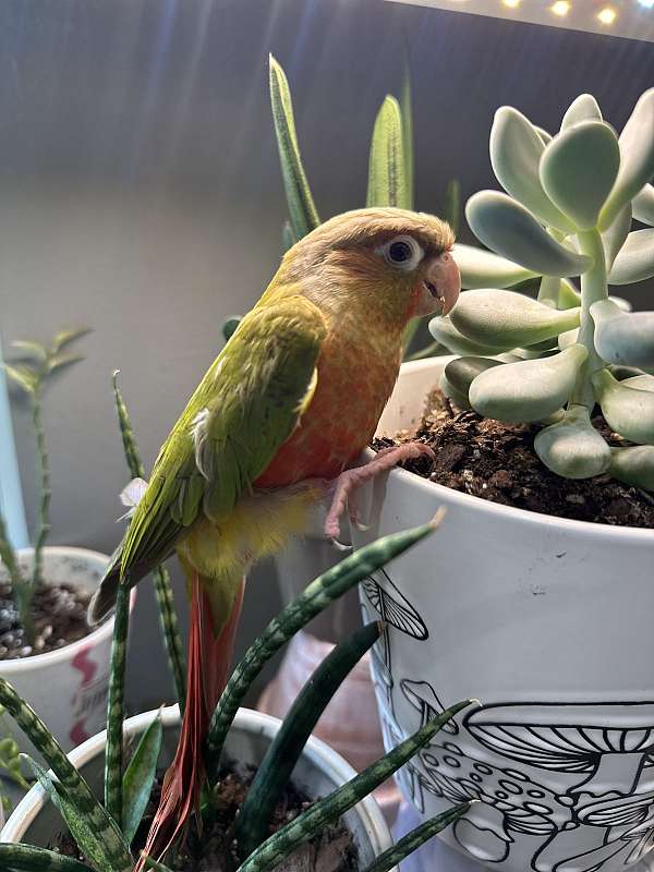 pineapple-red-bird-for-sale-in-winston-salem-nc