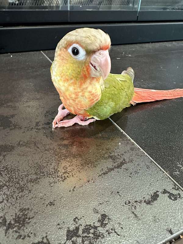 conure-for-sale