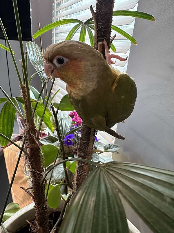 conure-for-sale-in-winston-salem-nc