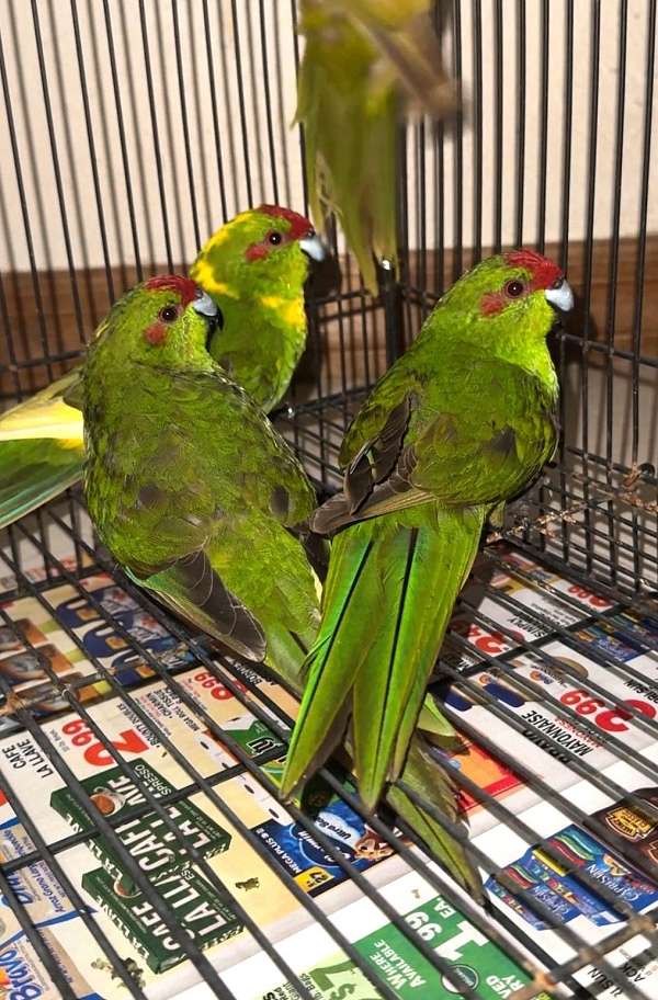 cute-exotic-caique-for-sale