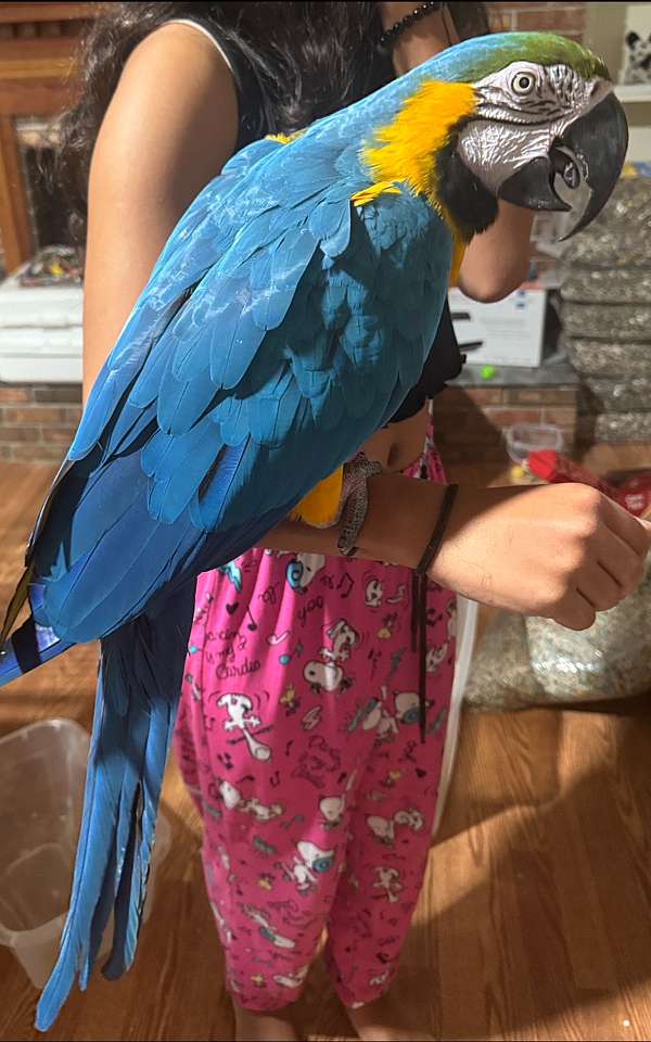 blue-gold-conure-for-sale