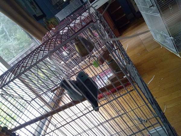 pacific-parrotlet-for-sale-in-plymouth-ma