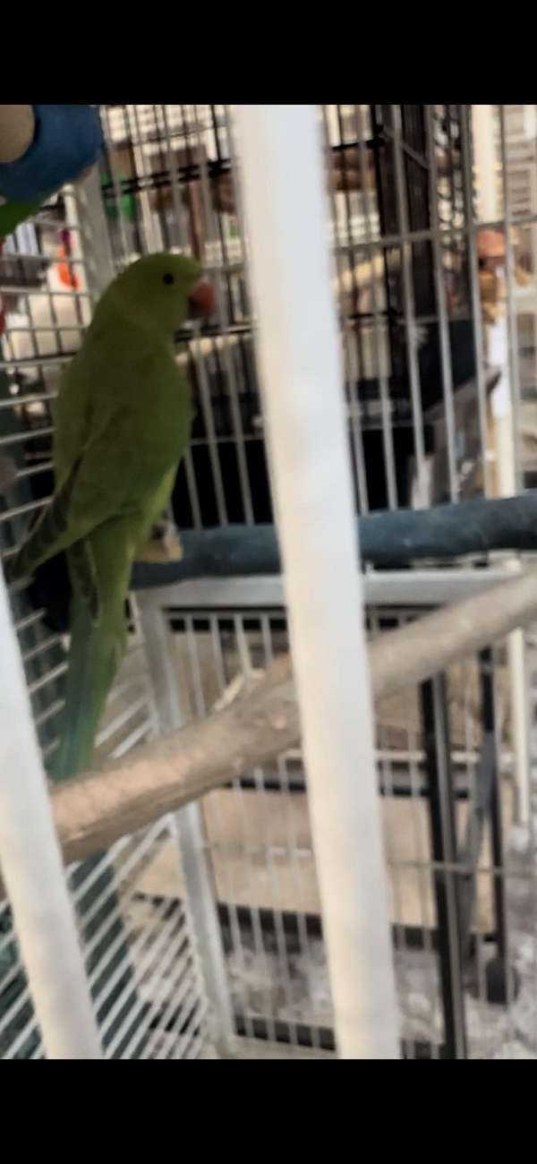 bird-for-sale-in-summerville-sc