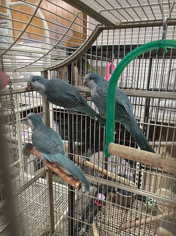 parrot-quaker-parrots-for-sale-in-summerville-sc