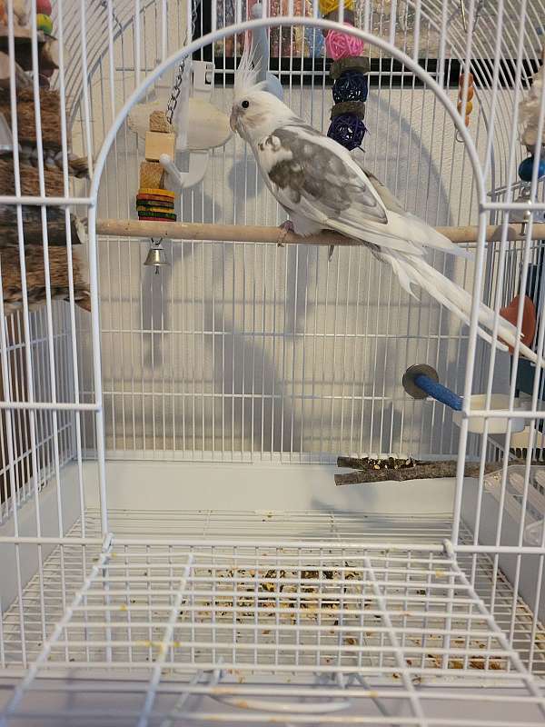 white-bird-for-sale-in-parkersburg-wv