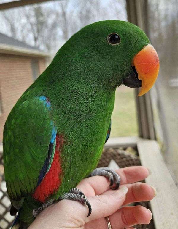 eclectus-parrots-for-sale