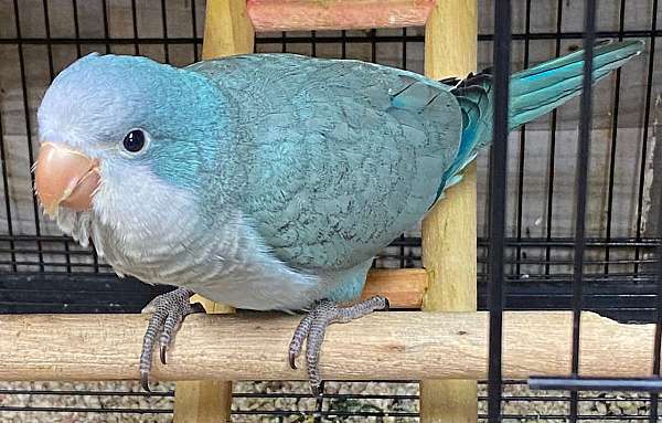 quaker-parrots-for-sale