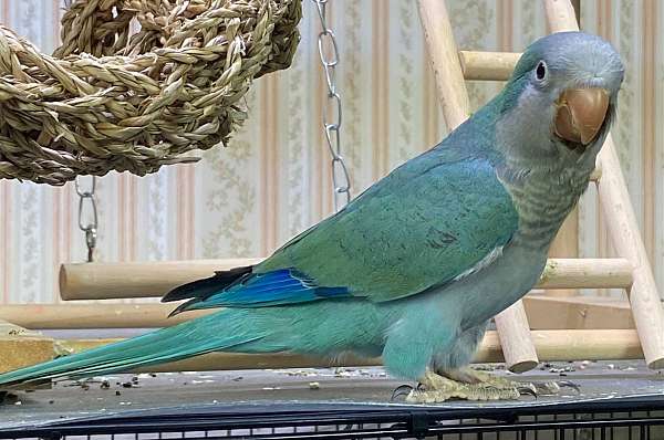 quaker-parrots-for-sale