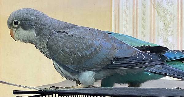 quaker-parrots-for-sale