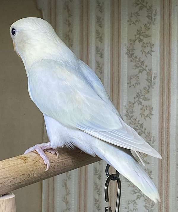 peach-faced-lovebird-for-sale