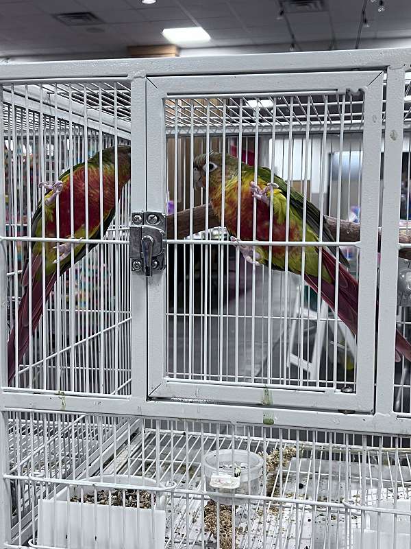 conure-for-sale