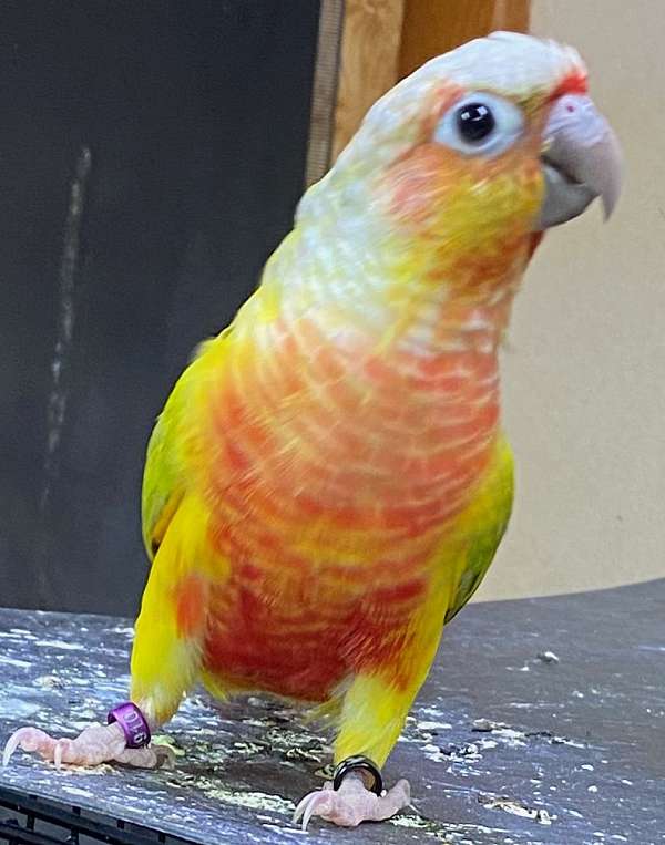 green-cheek-conure-for-sale