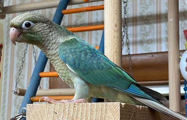 blue-cinnamon-pet-bird-for-sale