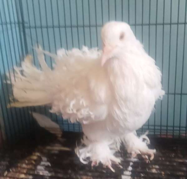 exotic-bird-for-sale-in-kinston-nc