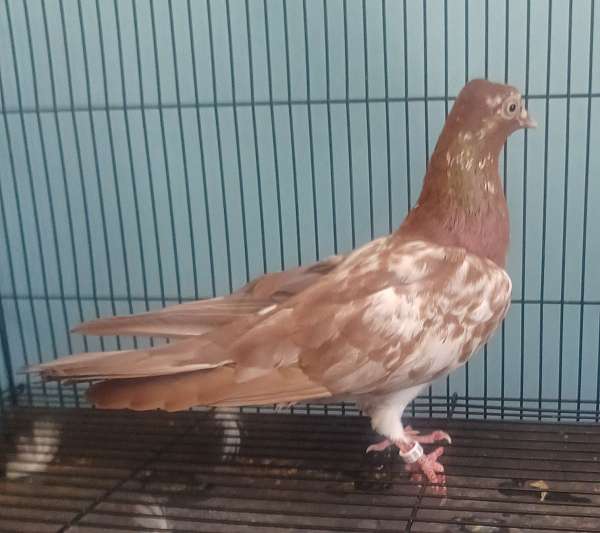 cute-bird-for-sale-in-kinston-nc