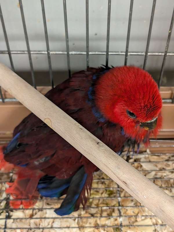 solomon-island-eclectus-parrots-for-sale-in-port-jefferson-station-ny