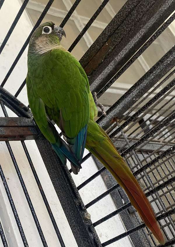 green-cheek-conure-for-sale-in-temple-tx