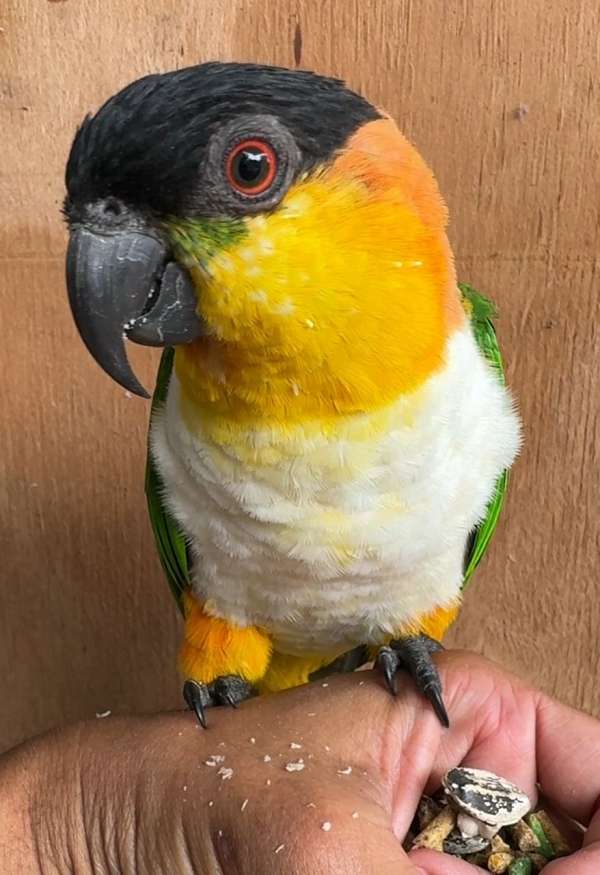 black-headed-caique-for-sale-in-dade-city-fl