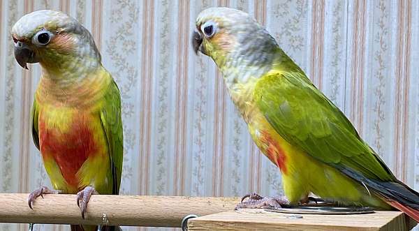 green-cheek-conure-for-sale