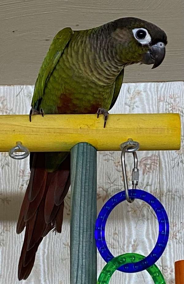 green-cheek-conure-for-sale