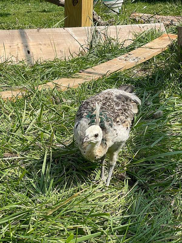 peacock-for-sale-in-illinois