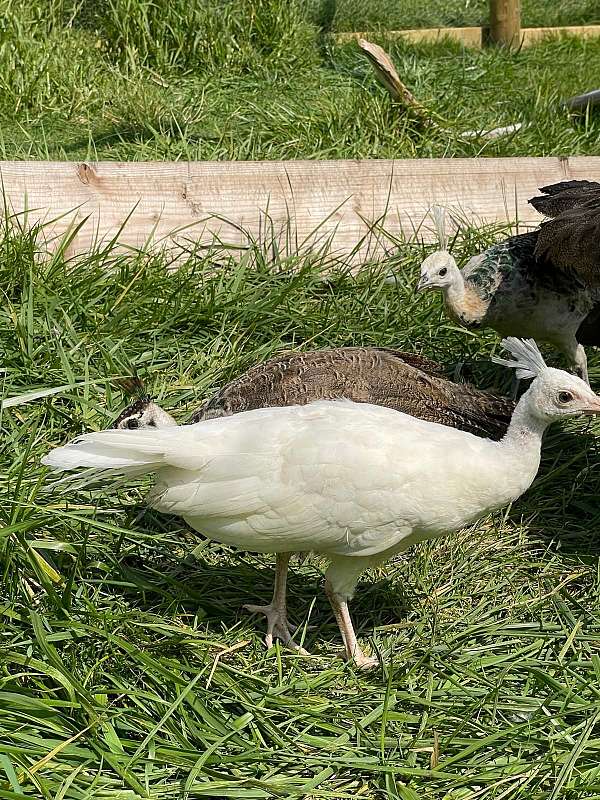 bird-for-sale-in-illinois