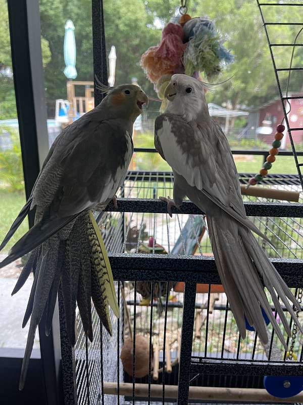 cockatiel-for-sale