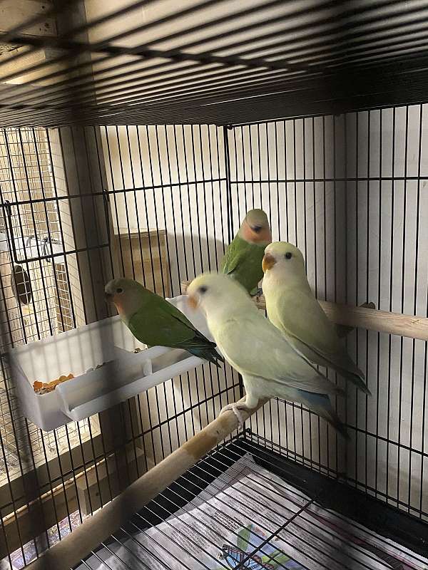 lovebird-for-sale