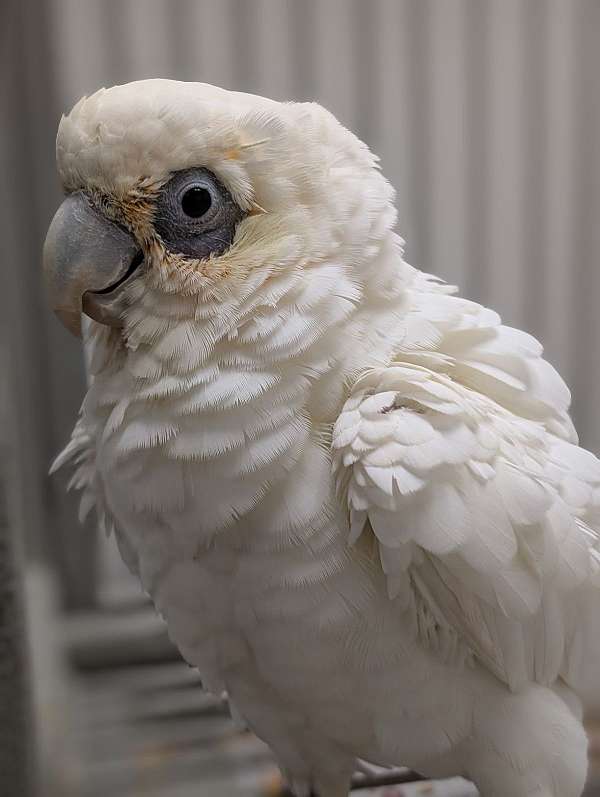 goffin-cockatoo-for-sale