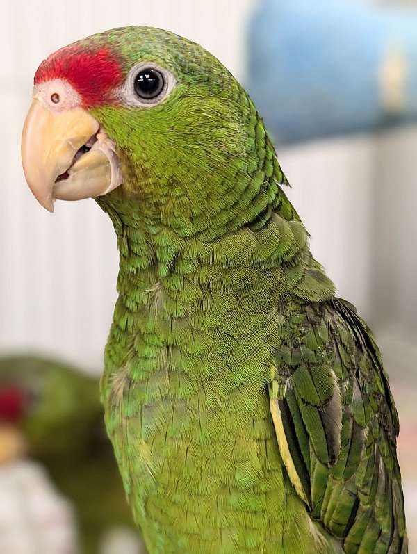 red-head-amazon-parrot-for-sale