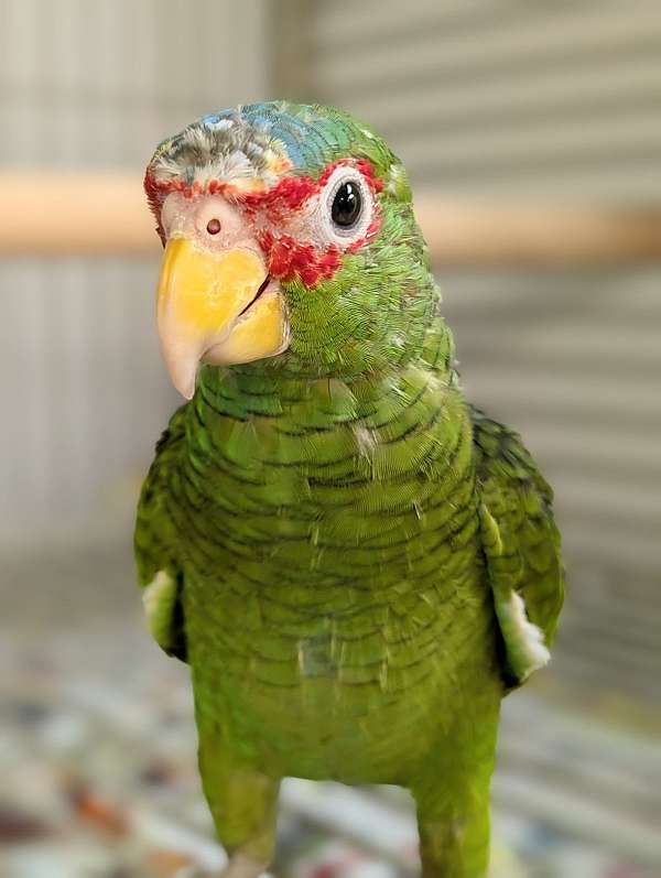 white-front-amazon-parrot-for-sale