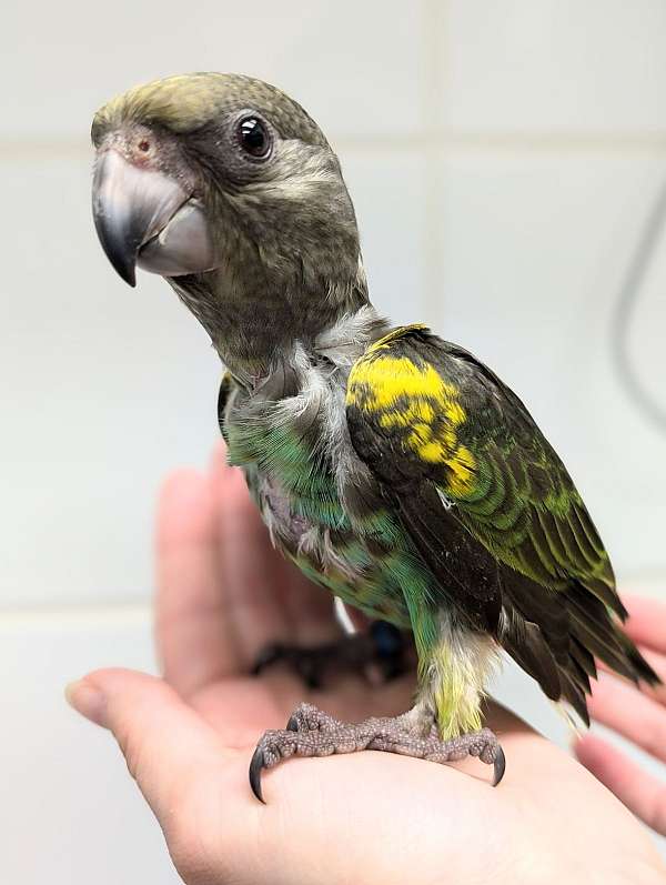 meyers-poicephalus-parrots-for-sale