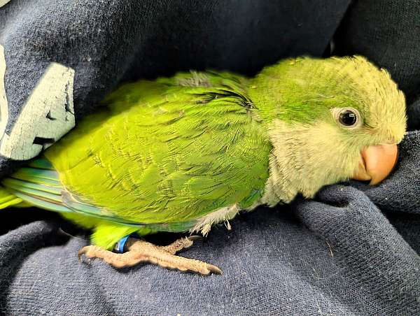 quaker-parrots-for-sale