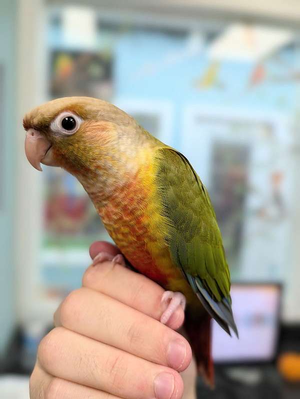 green-cheek-conure-for-sale