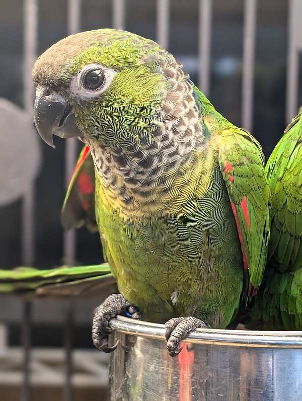 black-capped-conure-for-sale