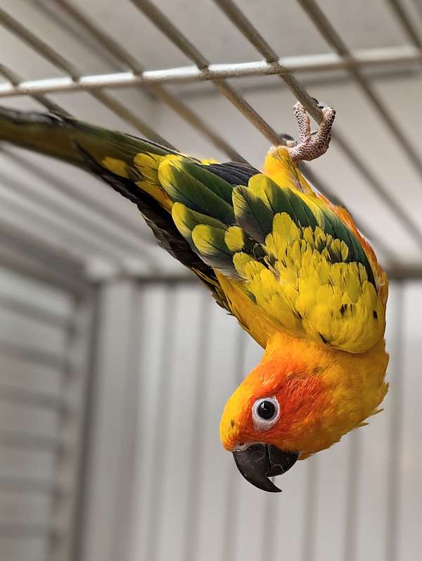 sun-conure-for-sale