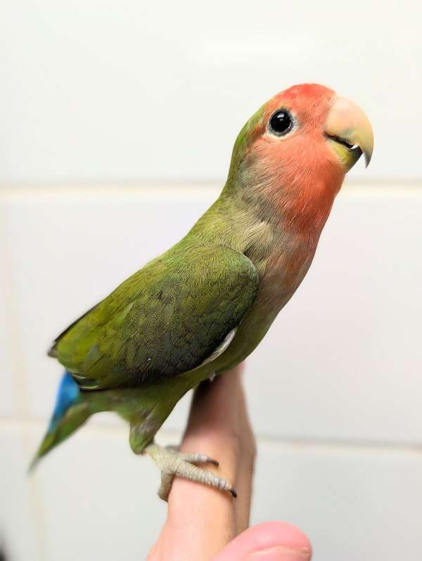 peach-faced-lovebird-for-sale