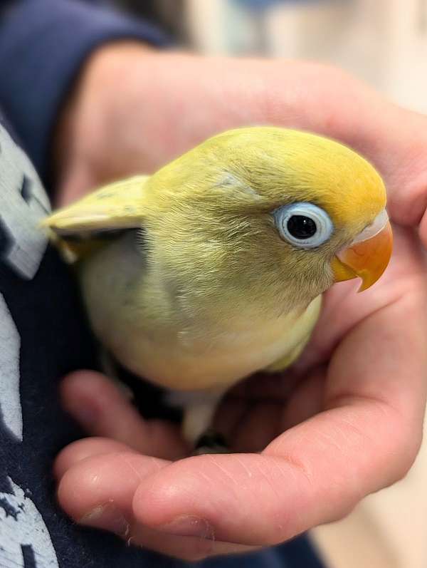 fischers-lovebird-for-sale