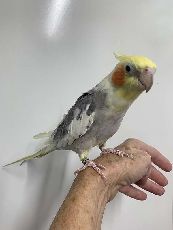 cockatiel-for-sale