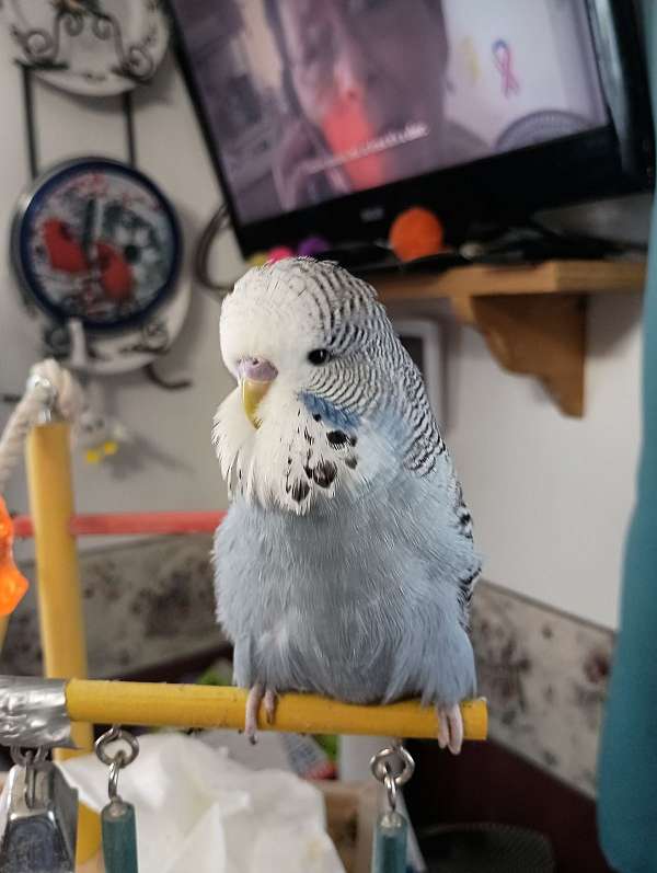 parakeet-for-sale