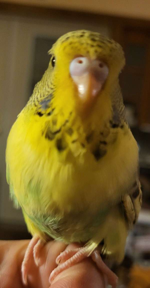 green-yellow-bird-for-sale-in-schenectady-ny