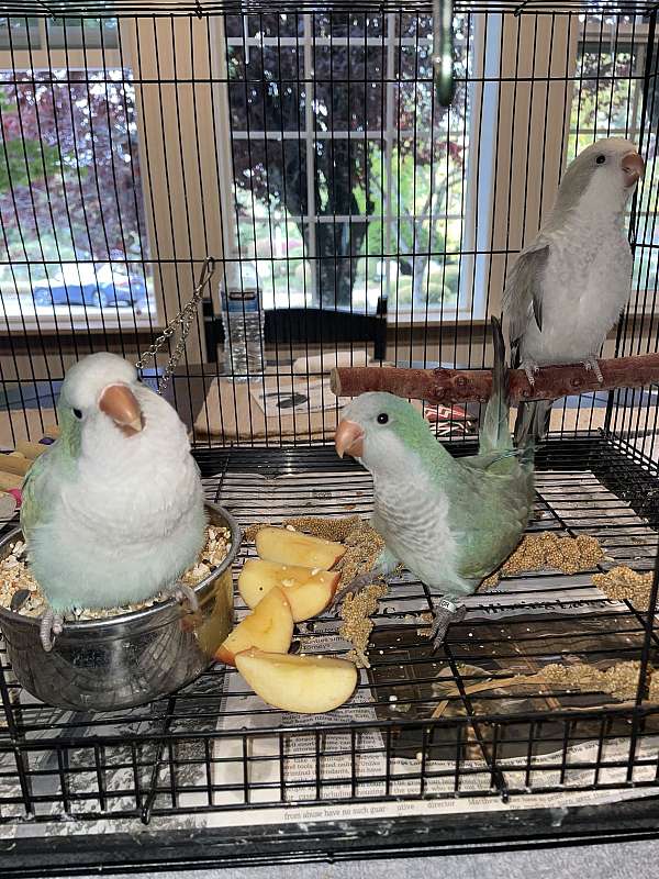 white-yellow-bird-for-sale-in-clackamas-or