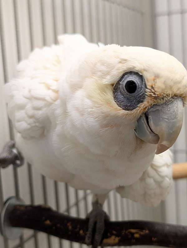 goffin-cockatoo-for-sale