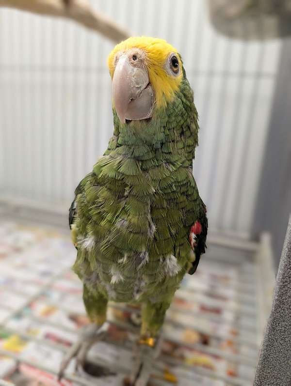 double-yellow-head-amazon-parrot-for-sale