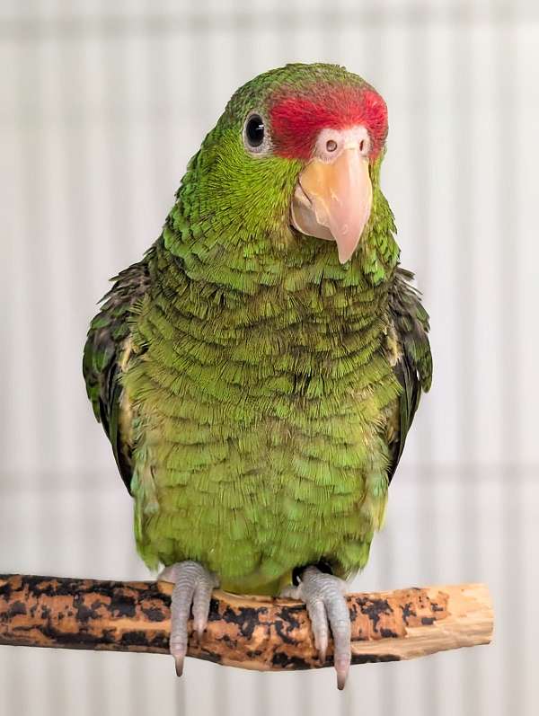 red-head-amazon-parrot-for-sale