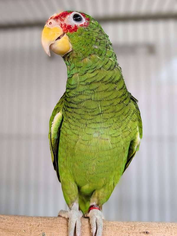 white-front-amazon-parrot-for-sale